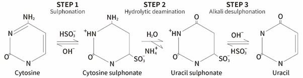 Conversion von nichtmethyliertem Cytosin in